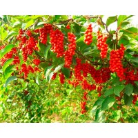 СЕМЕНА ЛИМОННИКА КИТАЙСКОГО / SCHISANDRA CHINENSIS - 25 шт.
